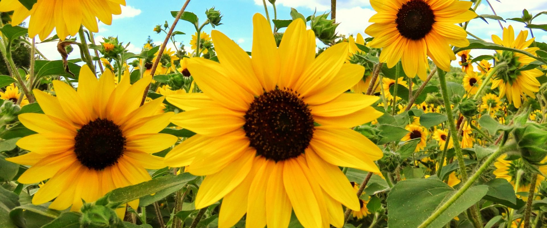 多言語での安心生活のイメージ