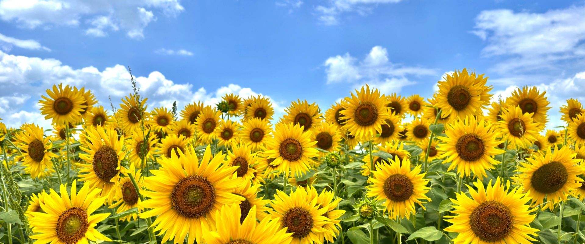 サポートの流れの完了イメージ（ひまわり）